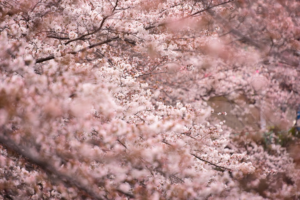 桜づくし