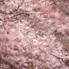 桜づくし