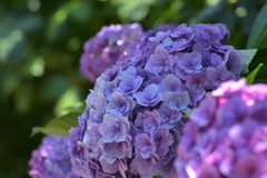 綺麗な紫陽花