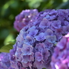 綺麗な紫陽花