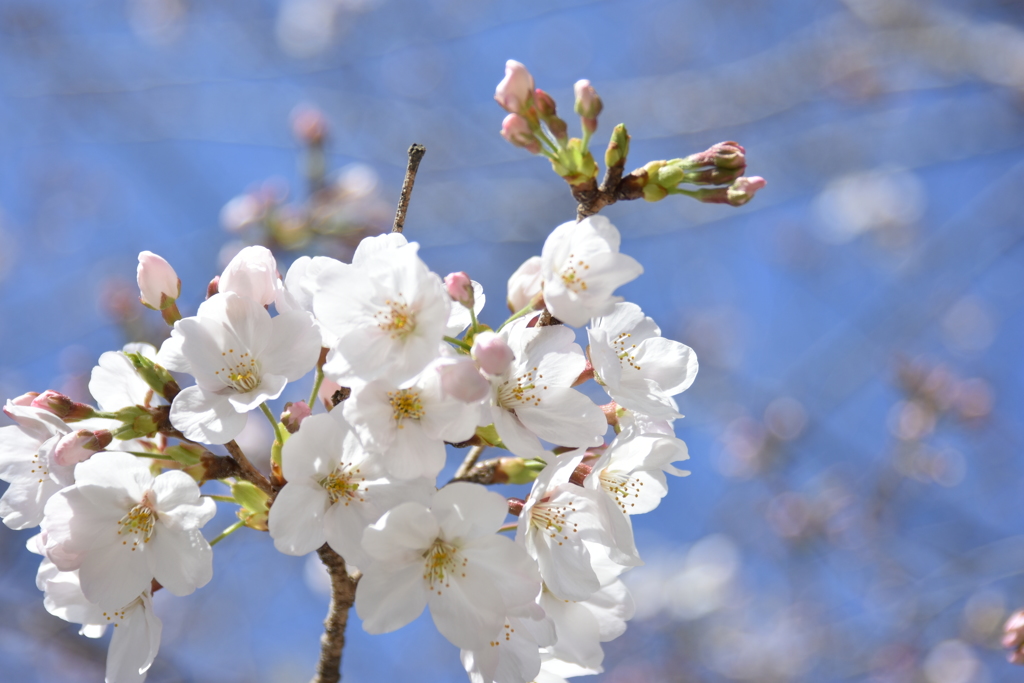 いよいよ桜