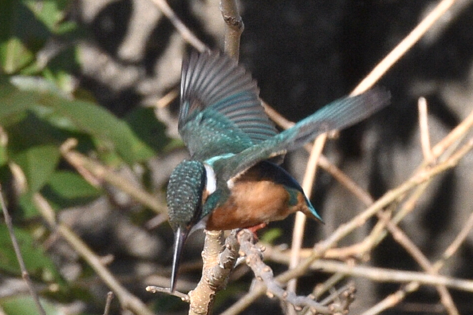 いつものカワセミ2
