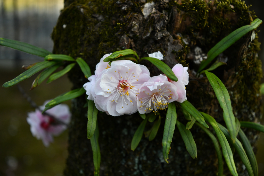 sakura