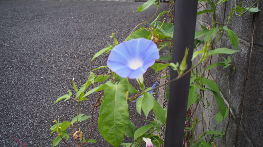 人目に付かずにひっそりと