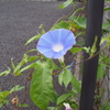 人目に付かずにひっそりと