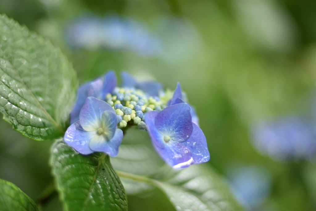 雨に濡れた紫陽花
