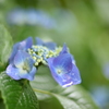 雨に濡れた紫陽花