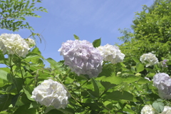 青空と紫陽花