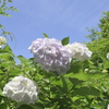 青空と紫陽花