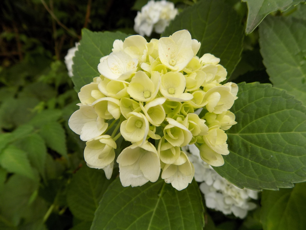 紫陽花