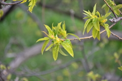 栗の新芽