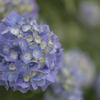 好きな花１