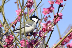 シジュウカラ