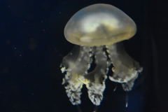 タコクラゲ