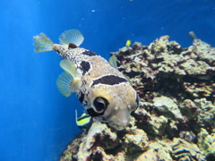 ニシキヘビ風
