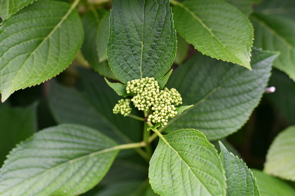 紫陽花　準備中