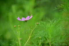 緑に囲まれて