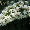 長方形紫陽花