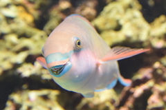 なんだい?
