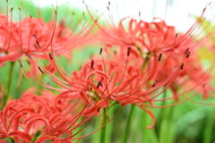 彼岸花 赤