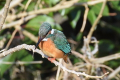 いつものカワセミ