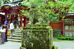 箱根神社 狛犬