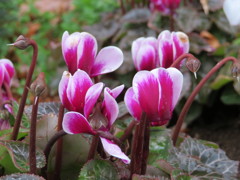花壇の花１