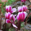 花壇の花１