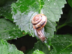 雨で元気よく