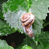 雨で元気よく