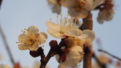 夕陽に染まる白梅