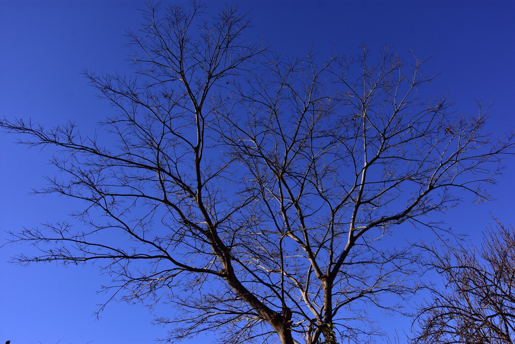 冬の樹木と空