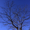 冬の樹木と空