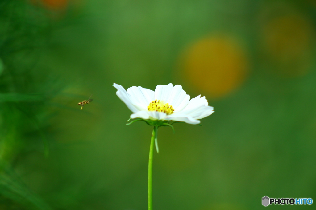 着花準備