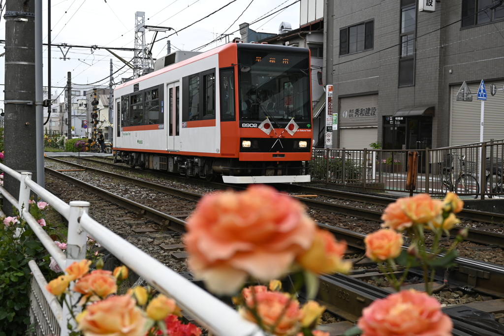 荒川線とバラ