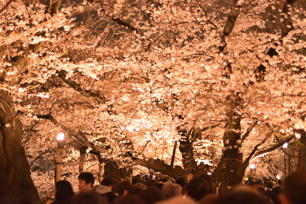 千鳥ヶ淵の桜　夜バージョン２