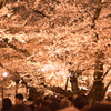 千鳥ヶ淵の桜　夜バージョン２