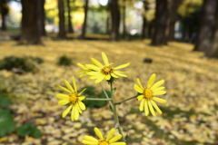 ダブルイエロー