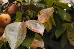 秋と紅葉 通算1000枚目でした。