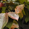 秋と紅葉 通算1000枚目でした。