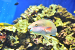 ウフッ