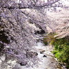 枝垂れ桜