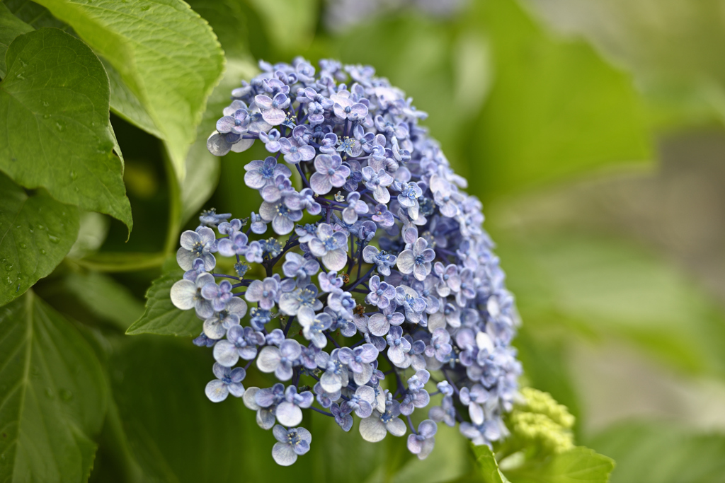 紫陽花