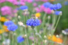 My花壇