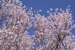 早咲きの山桜