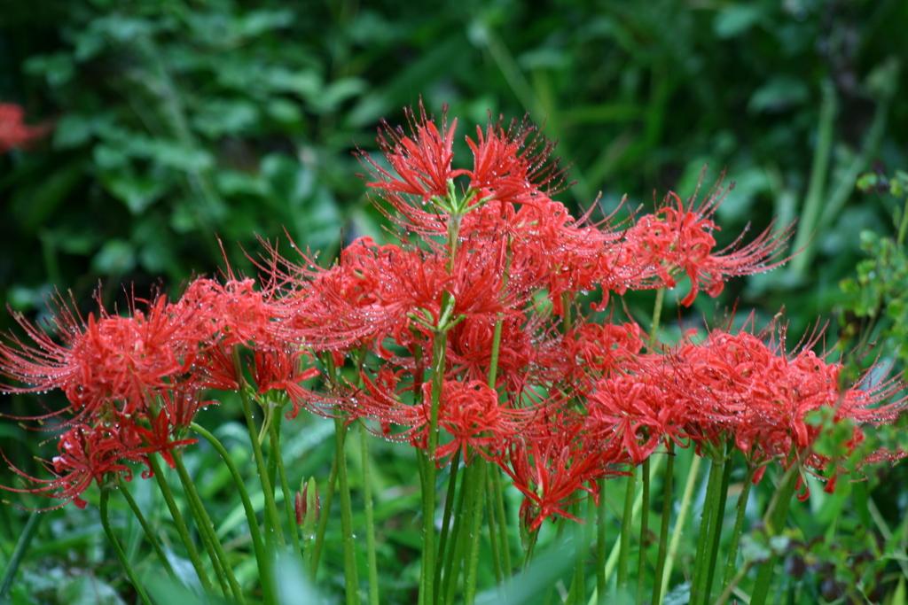 たまには使おうシリーズ canon Digital X