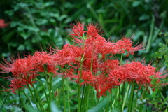 たまには使おうシリーズ canon Digital X