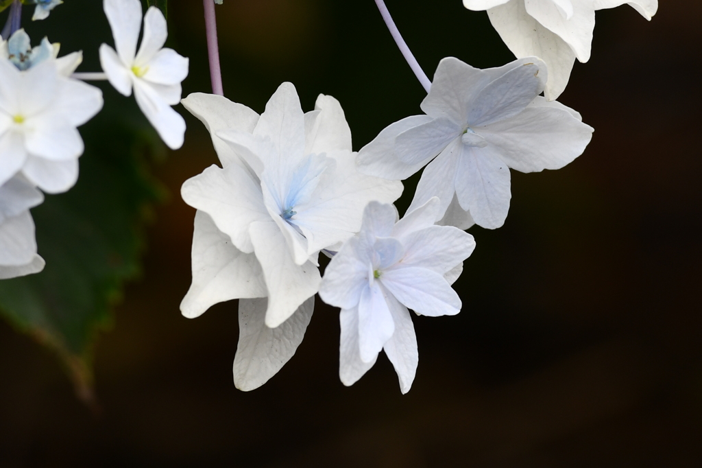 台湾つる紫陽花？？