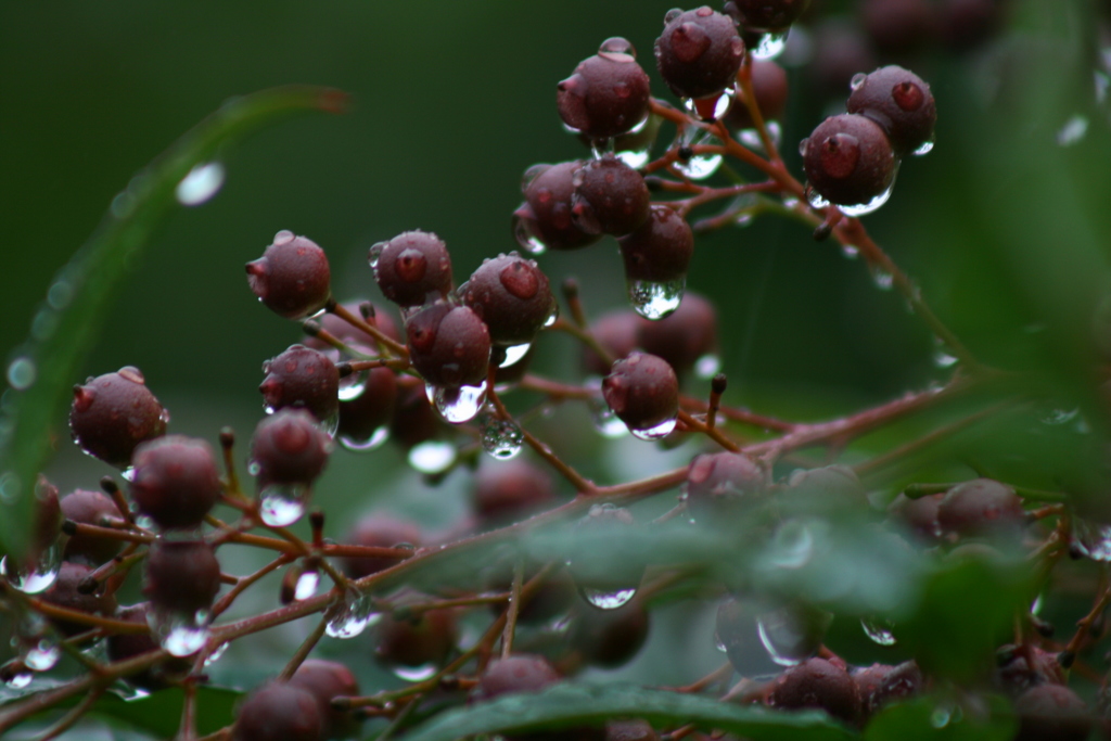 たまには使おうシリーズ canon Digital X