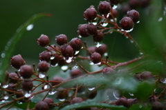 たまには使おうシリーズ canon Digital X